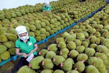 Xuất khẩu nông sản sang Trung Quốc: cần đáp ứng yêu cầu ngày càng cao về chất lượng