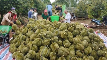 Đắk Lắk (Việt Nam) và Chanthaburi (Thái Lan) chia sẻ kinh nghiệm phát triển sầu riêng