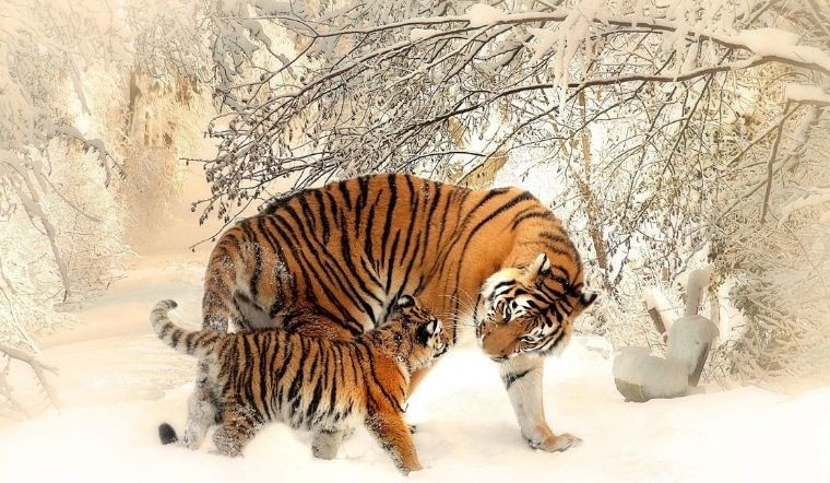 Tử vi tuổi Dần năm 2024: Biến động khôn lường, thách thức bủa vây