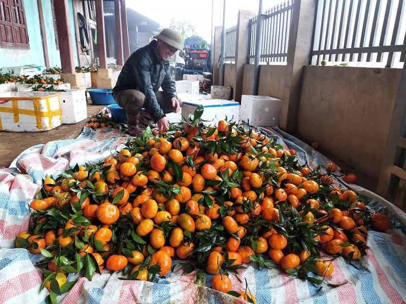 Người bản Mường làm giàu trên vùng đất khó