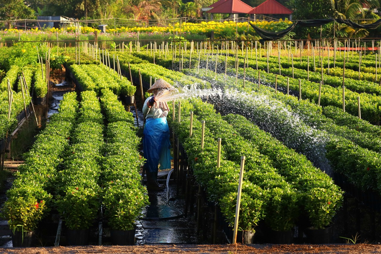 Khai mạc Festival Hoa - Kiểng Sa Đéc “Tình đất - Tình hoa”