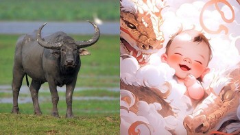 Tuổi Ất Sửu 1985 có nên sinh con năm 2024 không?