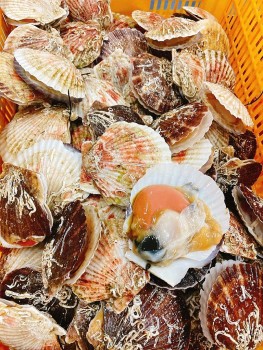 Sò điệp Hokkaido của Nhật Bản được thí điểm chế biến tại Việt Nam