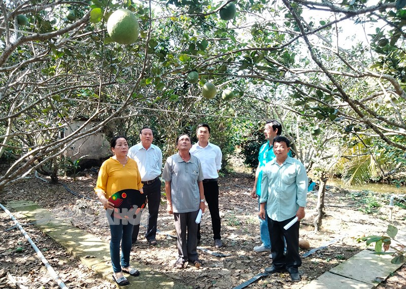 MCNV tạo ra sự thay đổi trong phương thức canh tác cây ăn quả cho nông dân