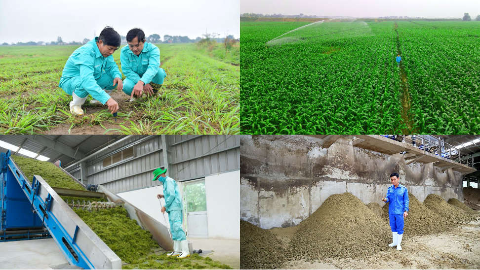 Ứng dụng kinh tế tuần hoàn trong nông nghiệp, chăn nuôi bò sữa mang lại nhiều lợi ích cho chính doanh nghiệp.