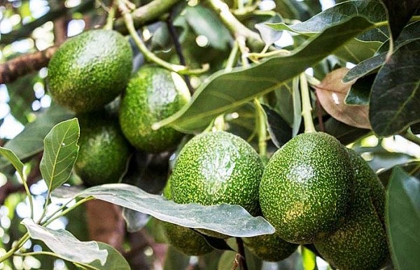 EU thay đổi quy định về mức dư lượng thuốc bảo vệ thực vật EU thay đổi quy định về mức dư lượng thuốc bảo vệ thực vật