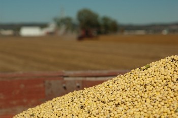 Việt Nam nhập khẩu ngô và bột đậu tương lớn nhất của Argentina