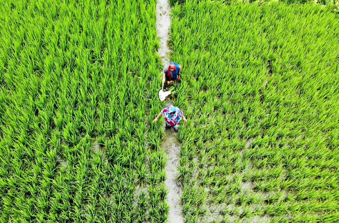 Đảm bảo an ninh lương thực ở châu Á-Thái Bình Dương 2