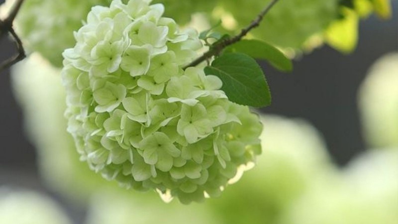 Tử vi hôm nay 12 cung hoàng đạo 7/3/2024: Sư Tử cẩn trọng khi có ý định thay đổi công việc