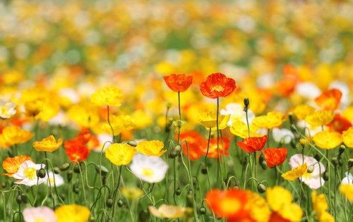 Tử vi hôm nay 12 cung hoàng đạo 13/3/2024: Bạch Dương thành công may mắn ngập tràn
