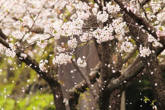 Tử vi hôm nay 12 cung hoàng đạo 24/3/2024: Ngày vô cùng may mắn của Bạch Dương