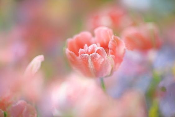 Tử vi hôm nay 12 cung hoàng đạo 21/3/2024: Bạch Dương gặp rắc rối Xử Nữ mở ra nhiều cơ hội kinh doanh