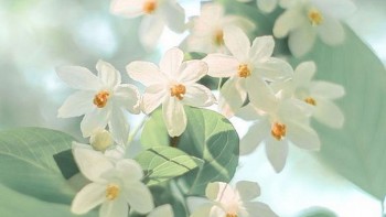 Tử vi hôm nay 12 cung hoàng đạo 5/4/2024: Song Tử công việc vô cùng thuận lợi