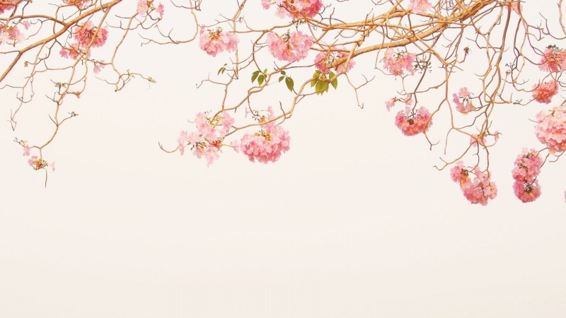 Tử vi hôm nay 12 cung hoàng đạo 6/4/2024: Song Tử may mắn vượt bậc