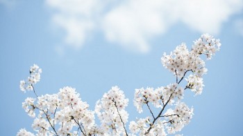 Tử vi hôm nay 12 cung hoàng đạo 8/4/2024: Sư Tử đối mặt với nhiều rắc rối