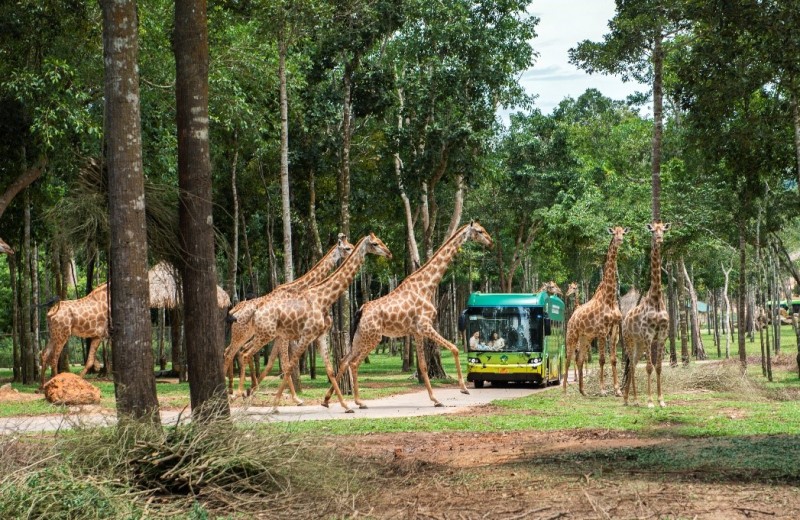 Độc đáo “bản giao hưởng hoang dã” tại Vinpearl Safari Phú Quốc