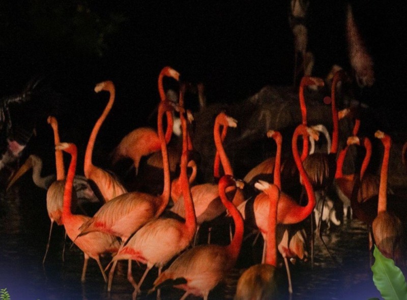 Độc đáo “bản giao hưởng hoang dã” tại Vinpearl Safari Phú Quốc