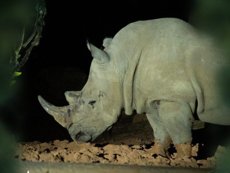 Độc đáo “bản giao hưởng hoang dã” tại Vinpearl Safari Phú Quốc