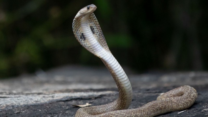 Năm 2025 là năm con gì, hợp tuổi nào nhất?