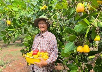 xuat khau dieu dang da tang truong ky vong lay lai duoc moc ky luc