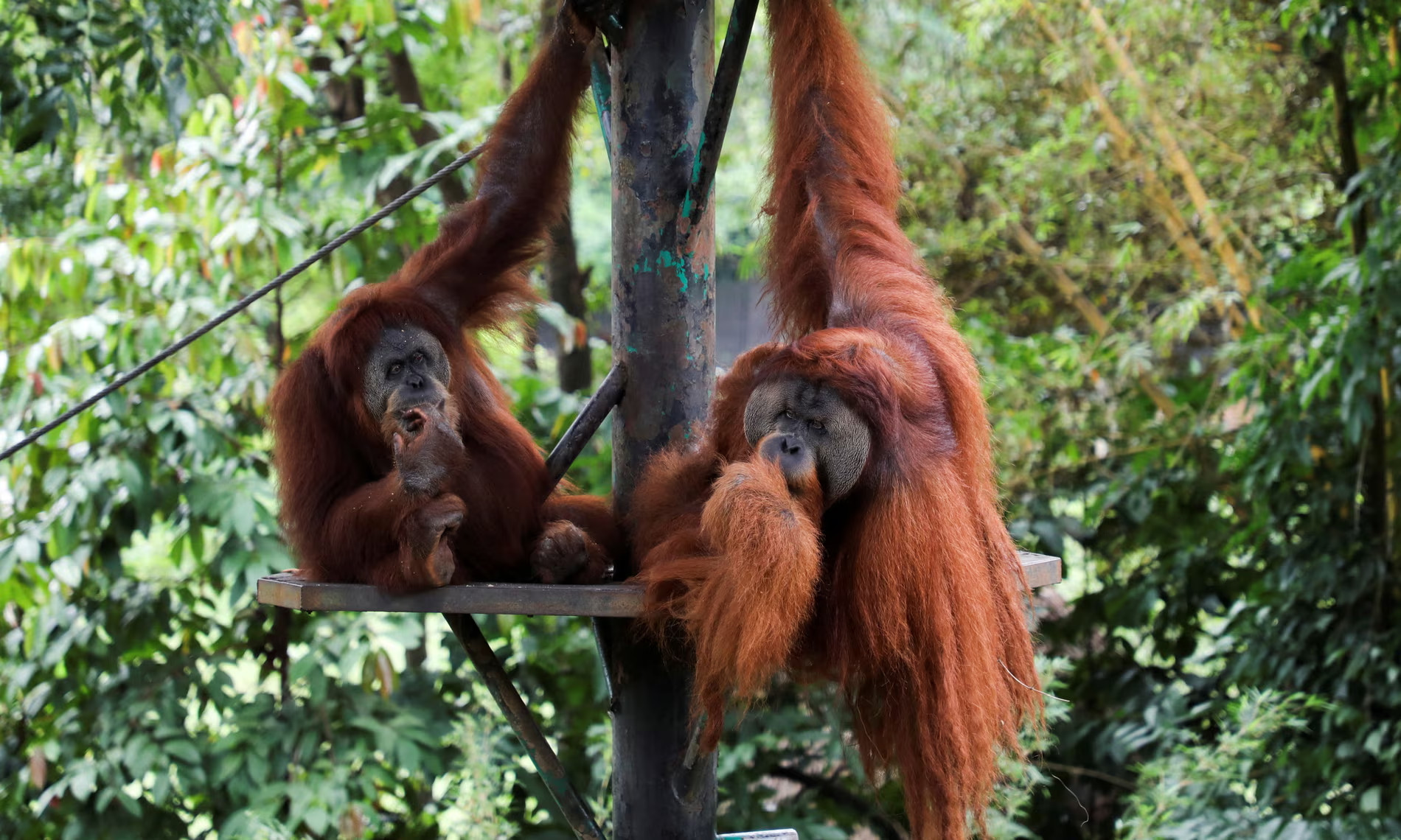 Đười ươi trong vườn th&amp;uacute; ở Kuala Lumpur, Malaysia. Ảnh: Lim Huey Teng/Reuters
