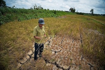 Lượng nước về Đồng bằng sông Cửu Long ở mức thấp