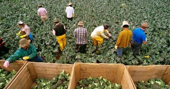 Cảnh báo tình trạng lừa đảo đi làm việc tại Australia trong ngành nông nghiệp
