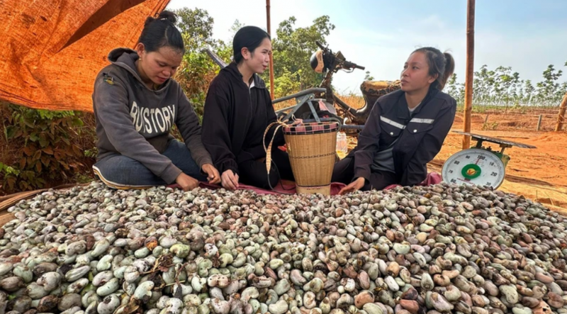Giúp người dân vùng biên giới phía bắc Tây Nguyên làm kinh tế