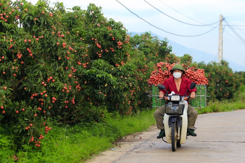 Xuất khẩu vải thiều đi Trung Quốc nhiều thuận lợi