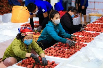 Xuất khẩu vải thiều đi Trung Quốc nhiều thuận lợi