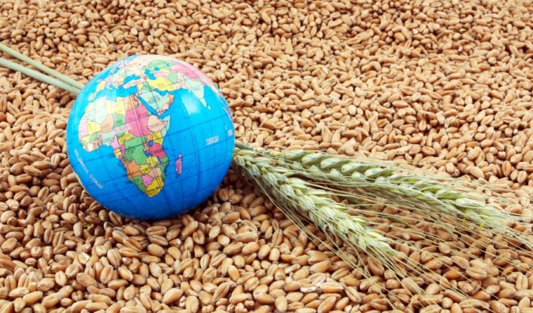 FAO: Sản lượng ngũ cốc toàn cầu năm 2024 gần 2.900 triệu tấn
