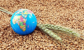 FAO: Sản lượng ngũ cốc toàn cầu năm 2024 gần 2.900 triệu tấn