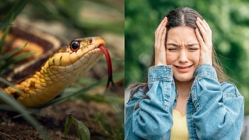 Top con giáp xui xẻo hôm nay (20/8/2024): Hợi vận xui đeo bám