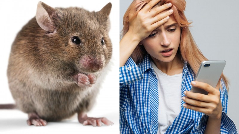 Top con giáp xui xẻo hôm nay (25/8/2024): Mão dễ gây mất lòng với người khác