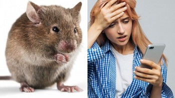 Top con giáp xui xẻo hôm nay (26/8/2024): Tý tài chính ảnh hưởng Thìn đầy tâm trạng