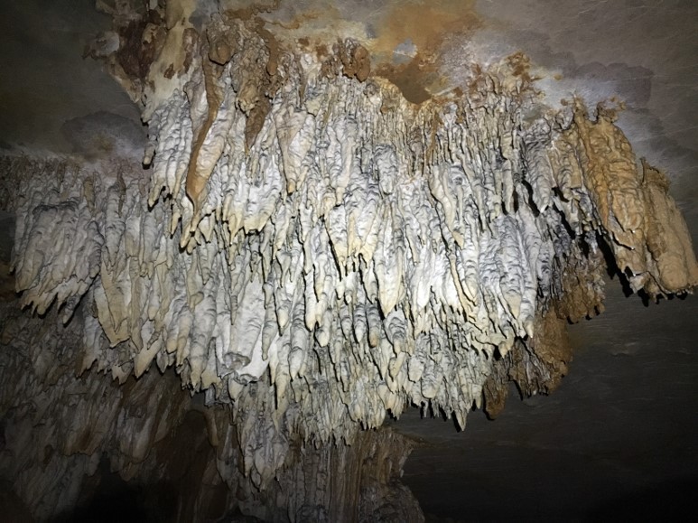 Cụm chuông đá phát triển trong hang Hồ Động Tiên