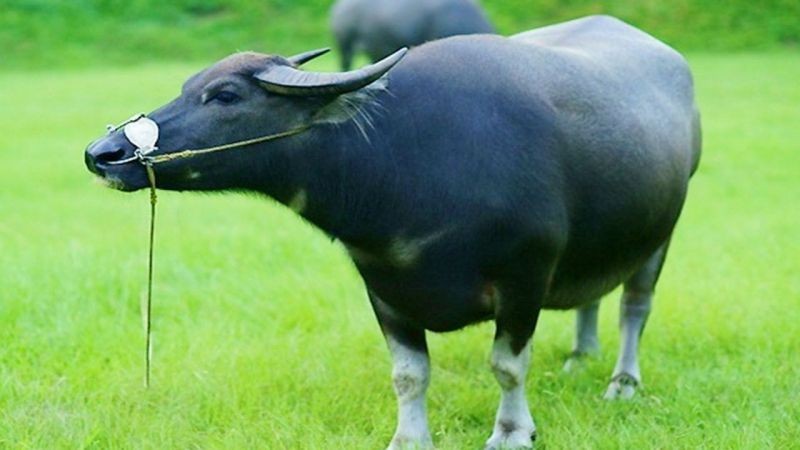 Top con giáp xui xẻo hôm nay (28/8/2024): Ngọ - Mùi gặp nhiều trắc trở