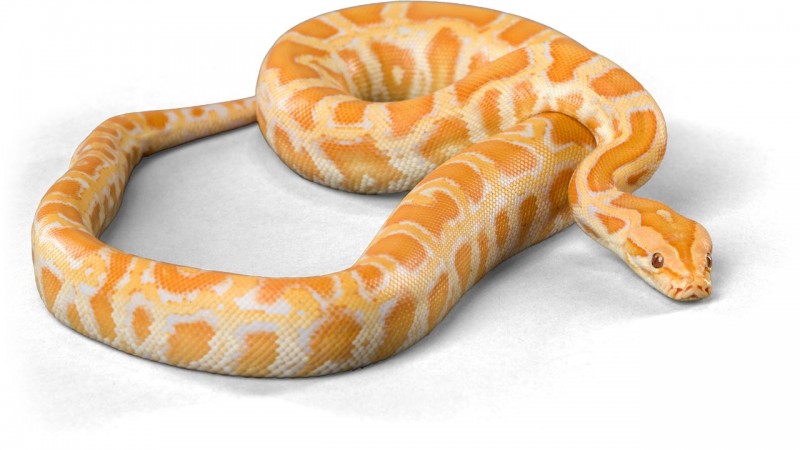 Con giáp xui xẻo hôm nay 14/9/2024: Dần gặp nhiều bất trắc