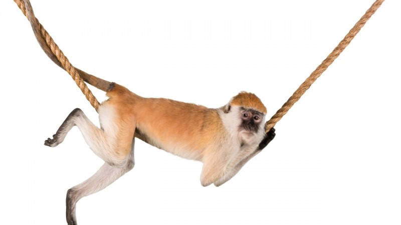 Con giáp xui xẻo hôm nay 14/9/2024: Dần gặp nhiều bất trắc