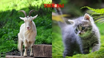 Top con giáp phát tài đúng ngày Trung thu: Đụng đâu thắng đấy, đầu tư gì cũng thành công