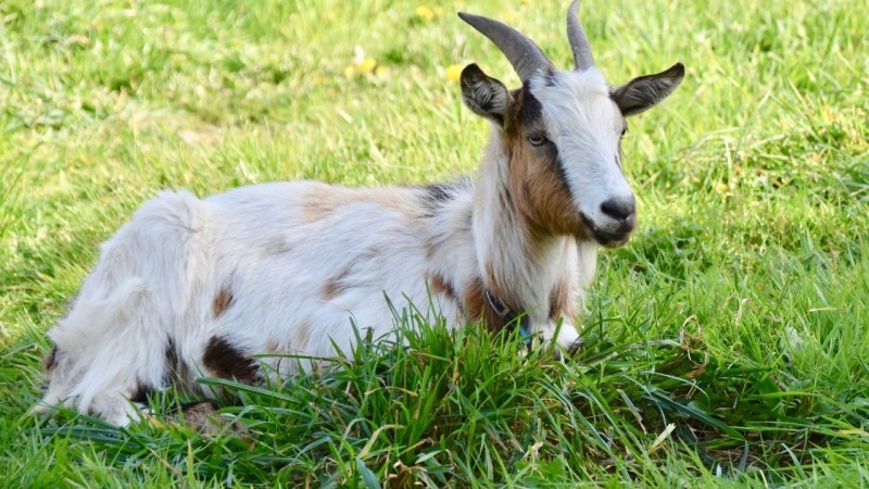 Tử vi tuổi Mùi tháng 10/2024: Bước sang một chương mới tươi sáng trong cuộc đời