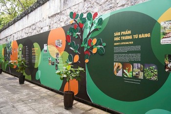 Trưng bày 3D về cây bàng tại Di tích Nhà tù Hỏa Lò