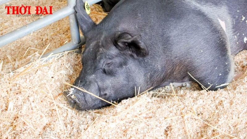 Top con giáp xui xẻo tuần này (7/10-13/10/2024): Dần Sửu hao tài tổn phước Top con giáp xui xẻo tuần này (7/10-13/10/2024): Dần Sửu hao tài tổn phước