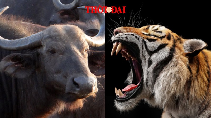 Top con giáp xui xẻo tuần này (7/10-13/10/2024): Dần Sửu hao tài tổn phước Top con giáp xui xẻo tuần này (7/10-13/10/2024): Dần Sửu hao tài tổn phước