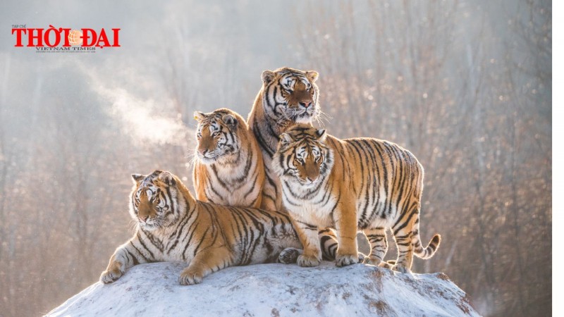 Top con giáp xui xẻo tuần này (7/10-13/10/2024): Dần Sửu hao tài tổn phước Top con giáp xui xẻo tuần này (7/10-13/10/2024): Dần Sửu hao tài tổn phước