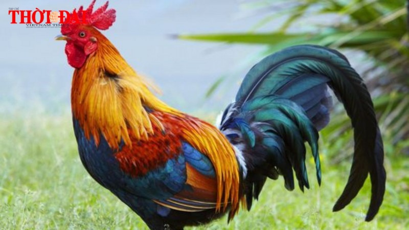 Top con giáp xui xẻo cuối tuần (9/11-10/11/2024): Tuất gặp nhiều chuyện phức tạp Tỵ bị kẻ xấu dòm ngó Top con giáp xui xẻo cuối tuần (9/11-10/11/2024): Tuất gặp nhiều chuyện phức tạp Tỵ bị kẻ xấu dòm ngó