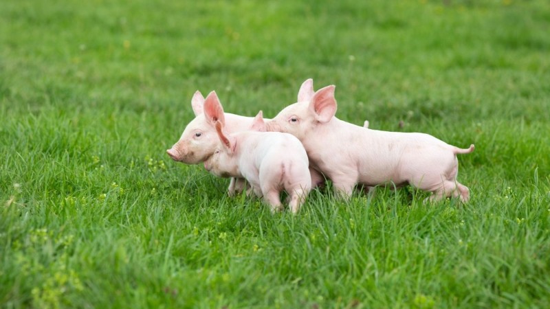 Tử vi tuần mới 18/11 đến 24/11/2024 tuổi Hợi: Tình duyên, công danh tài lộc Tử vi tuần mới 18/11 đến 24/11/2024 tuổi Hợi: Tình duyên, công danh tài lộc