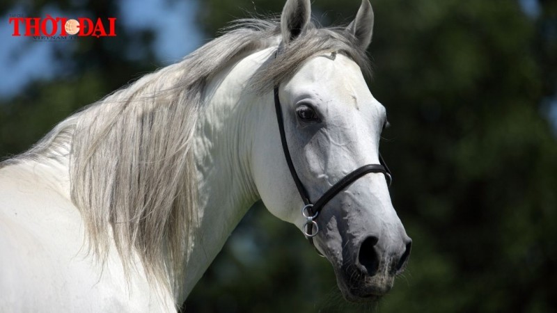 Tử vi tuần mới 18/11 đến 24/11/2024 tuổi Ngọ: Tình duyên, công danh tài lộc Tử vi tuần mới 18/11 đến 24/11/2024 tuổi Ngọ: Tình duyên, công danh tài lộc