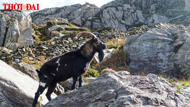 Tử vi tuần mới 18/11 đến 24/11/2024 tuổi Mùi: Tình duyên, công danh tài lộc Tử vi tuần mới 18/11 đến 24/11/2024 tuổi Mùi: Tình duyên, công danh tài lộc