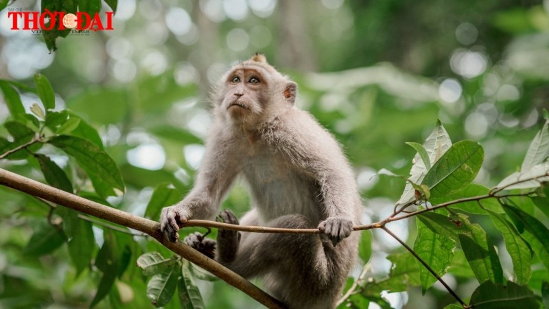 Tử vi tuần mới 18/11 đến 24/11/2024 tuổi Thân: Tình duyên, công danh tài lộc, Sức khỏe Tử vi tuần mới 18/11 đến 24/11/2024 tuổi Thân: Tình duyên, công danh tài lộc, Sức khỏe